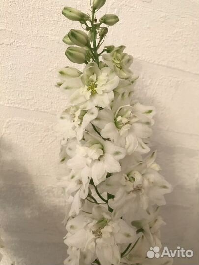 Дельфиниум новозеландский