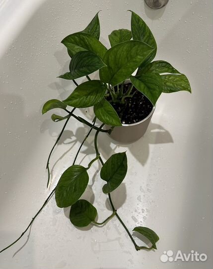 Alocasia Red Secret, monstera pinnatipartita