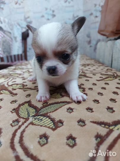 Щенки чихуахуа