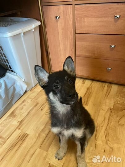 Отдам бесплатно