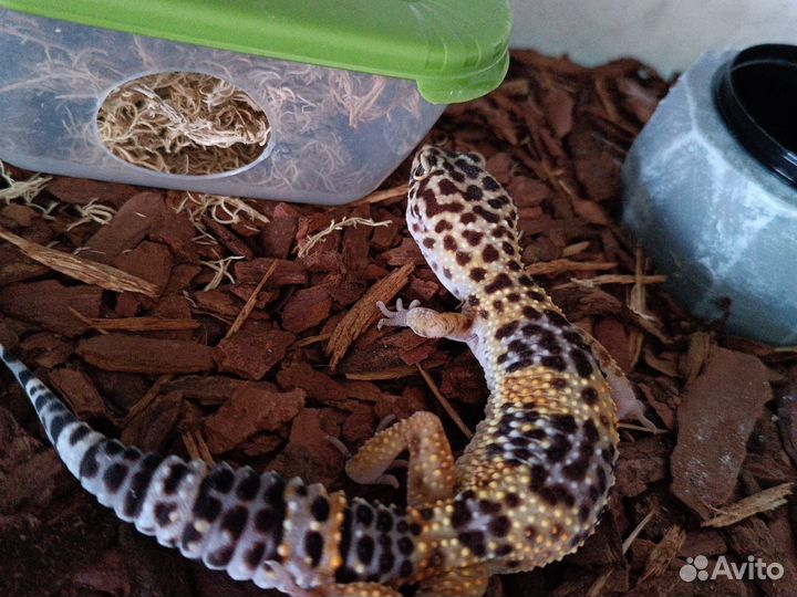 Ящерица эублефар