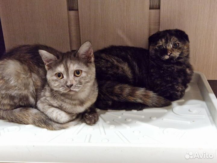 Шотландские котята