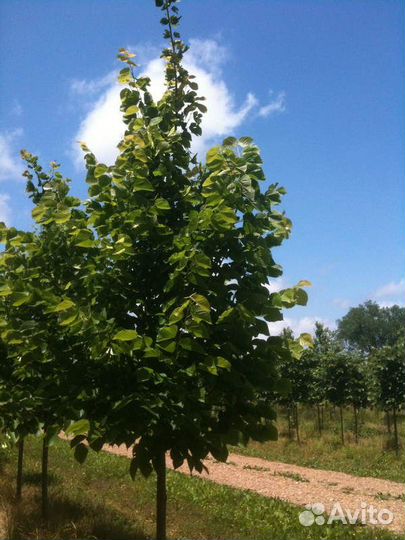 Липа американская/350-400 см о/с 20-25