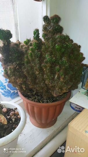 Кактус цереус перуанский