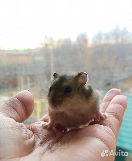 Джунгарский хомяк