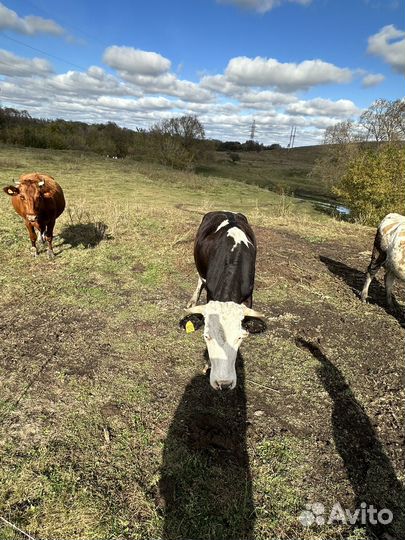 Корова дойная
