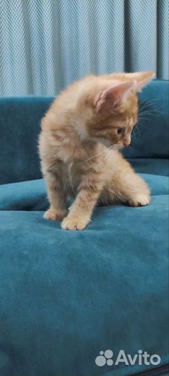 Котенок в дар бесплатно