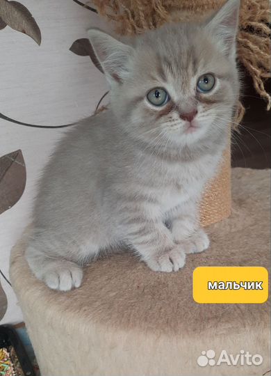 Британские котята