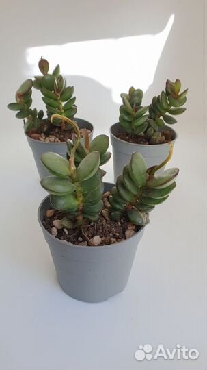 Адромискус