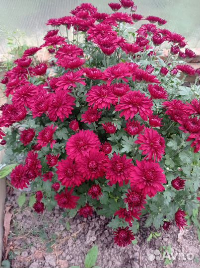 Хризантема