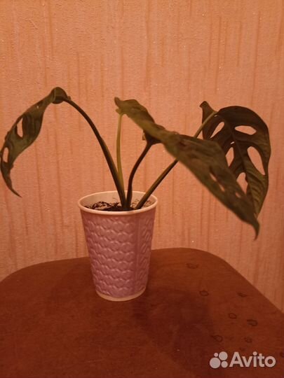 Монстера Манки