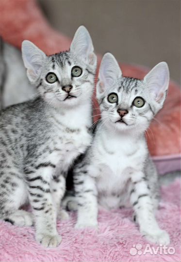 Египетская Мау котята