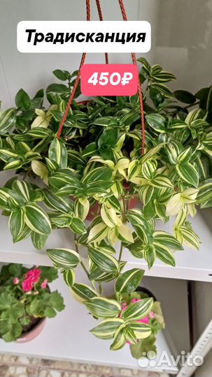 Традесканция разные сорта