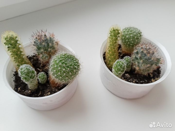 Кактусы коллекция