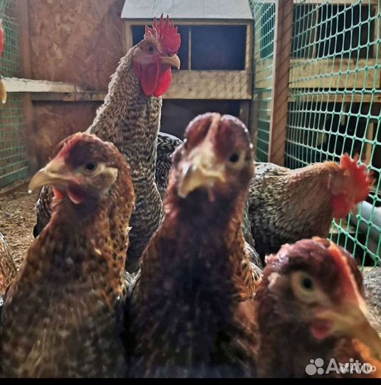 Инкубационное яйцо Билефельдр