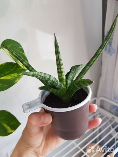 Сансевиерия бонселенсис