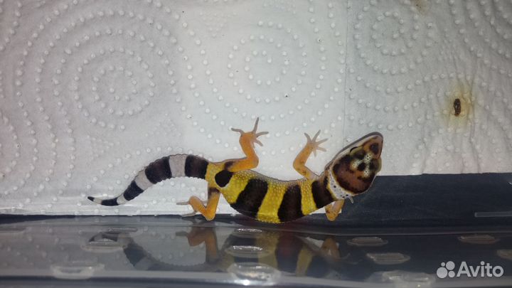 Эублефары малыши 2024 под бронь