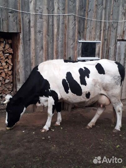 Корова дойная с третьим отелом