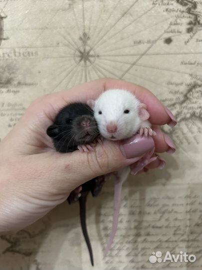Ручные крысята Дамбо Айвори,хаски,Black