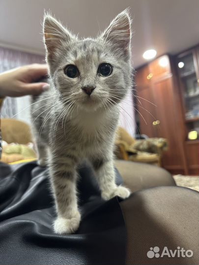 Котенок в добрые руки