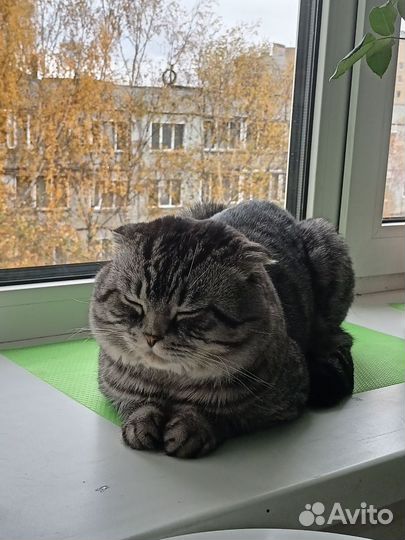 Британский кот в добрые руки