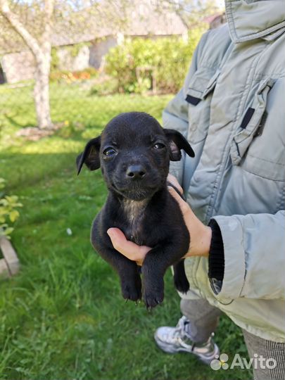 Собака в добрые руки отдам бесплатно