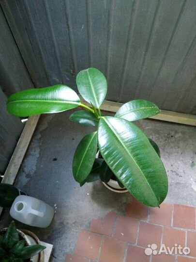 Фикус высота 70 см в пластмассовом горшке