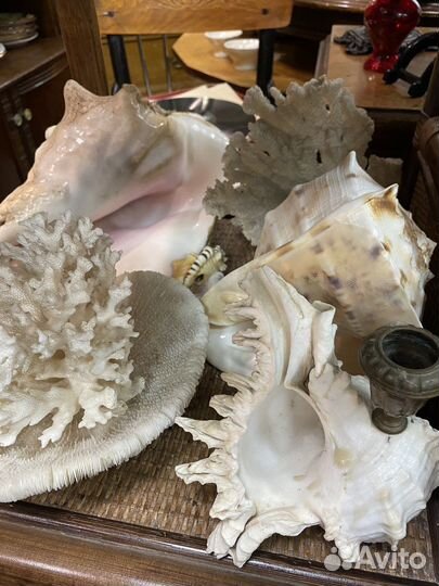 Морские раковины, кораллы