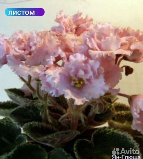 Фиалки сортовые (листом)