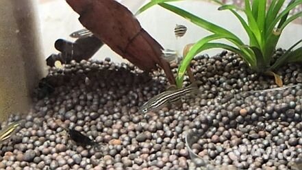 Аквариумные рыбки данио рерио