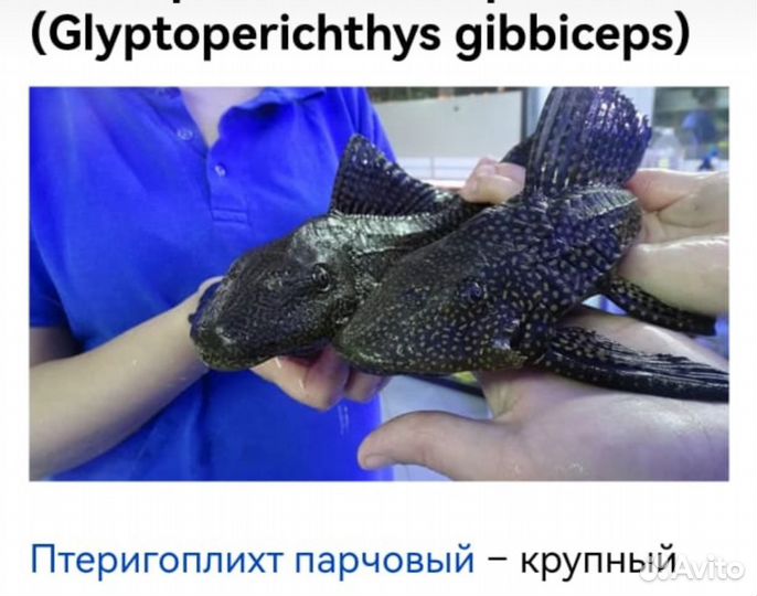 Сом птеригоплихт