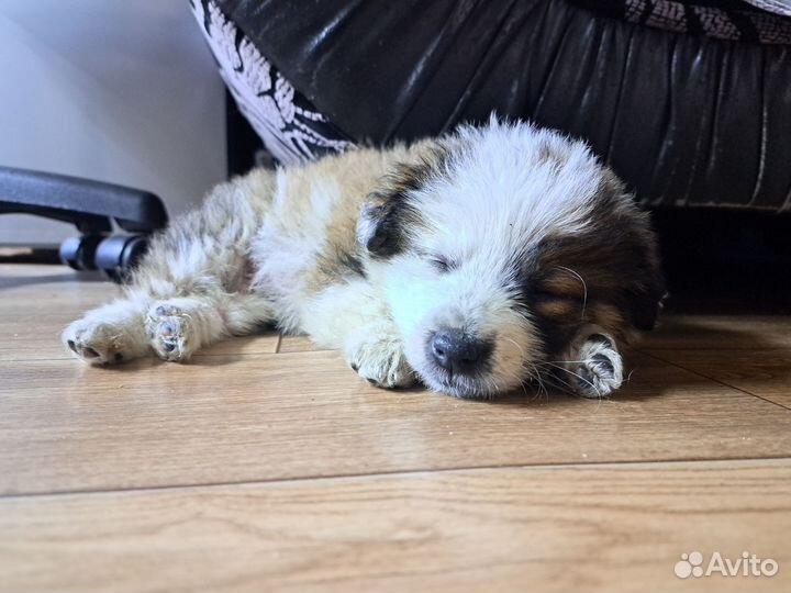 Щенок в добрые руки