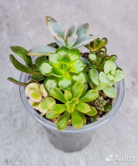 Суккуленты, набор