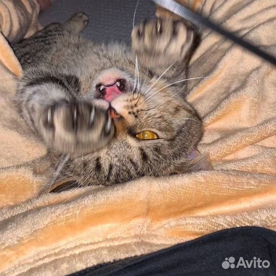 Кот шотландец вязка