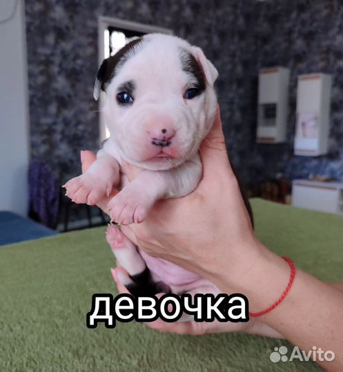 Щенки Американского стаффорда