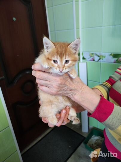 Котята