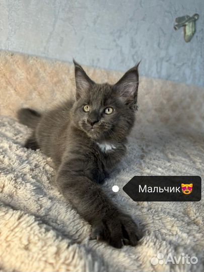 Котята мейн-кун