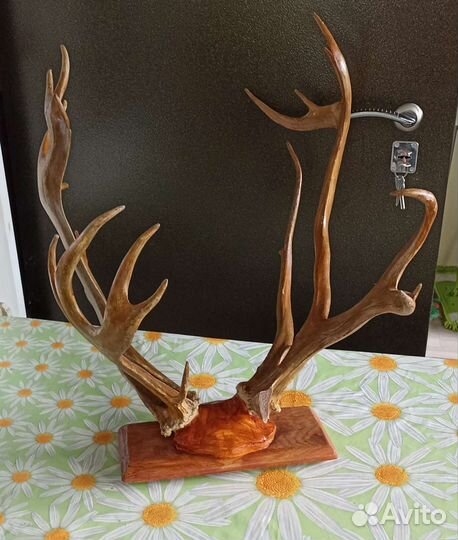Рога благородного оленя