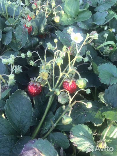 Саженцы ремонтантной клубники цена за куст