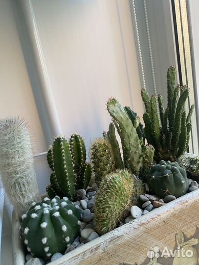 Мини садик из кактусов