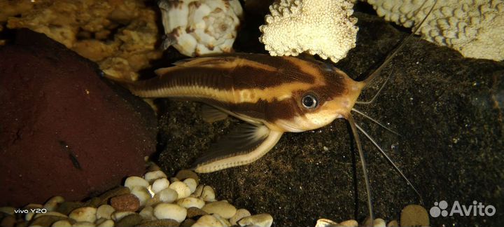 Сомик Платидорас