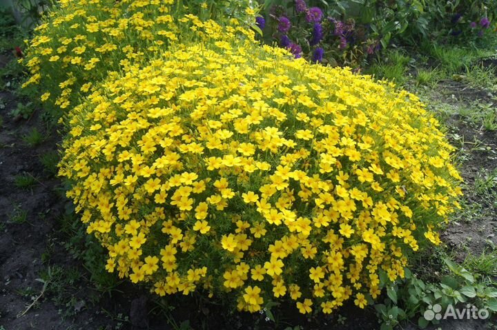 Бархатцы тонколистные, прямостоячие, астры