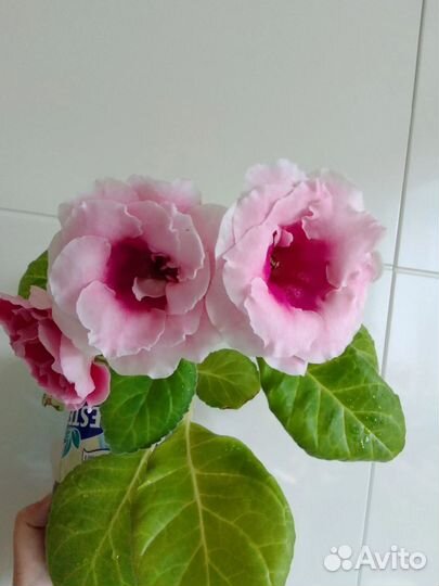 Детки глоксинии