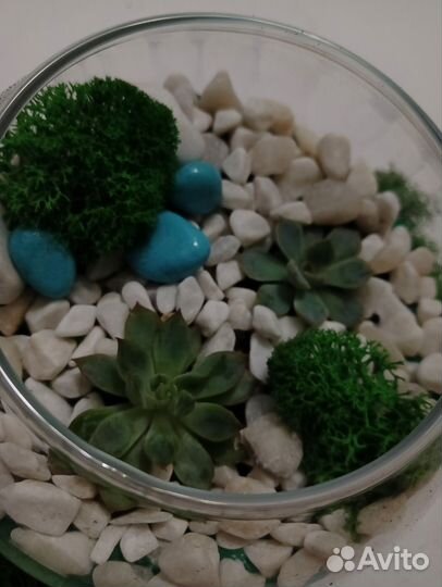 Флорариум мини