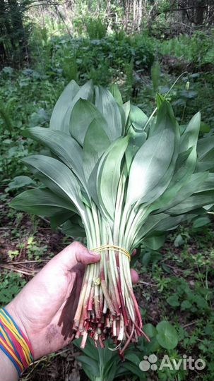 Черемша свежая под заказ