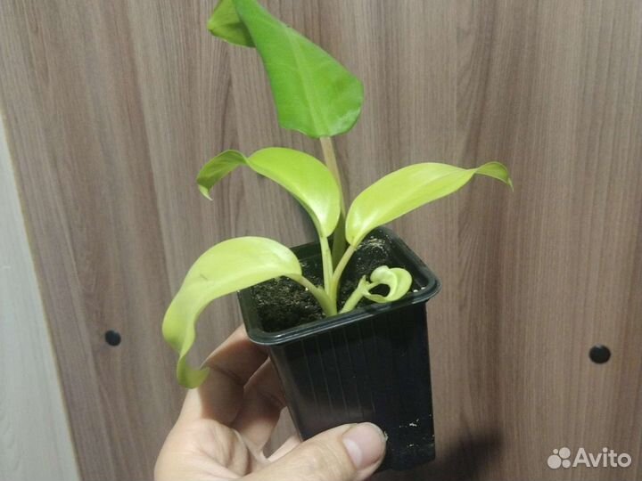 Филодендрон