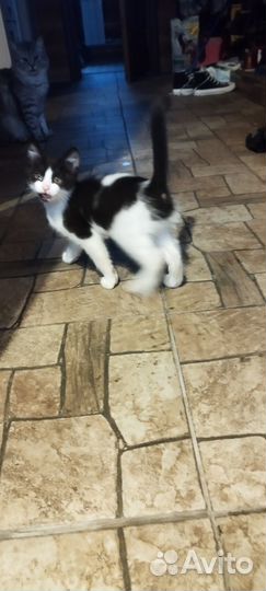 Кошка бесплатно