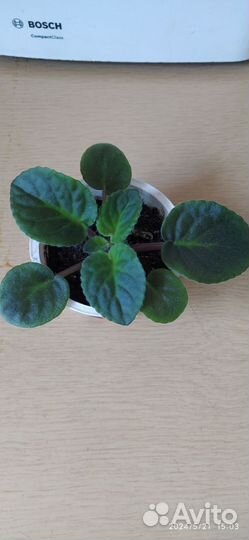 Фиалка детка