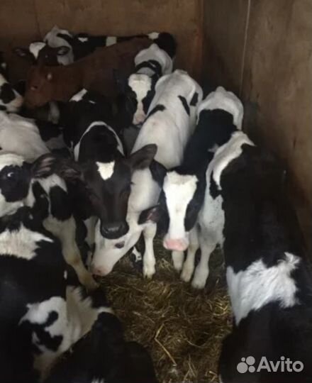 Бычки и телочки 1-2-3 месяца