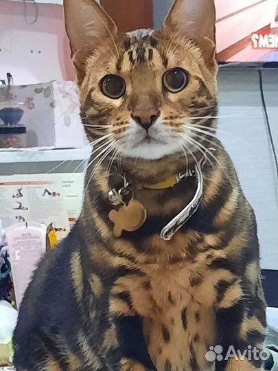 Передержка домашних животных